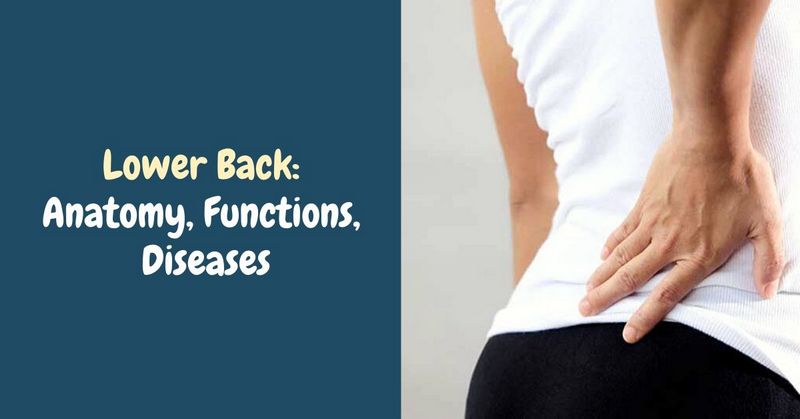 Lower Back_ Anatomy, Functions, Diseases